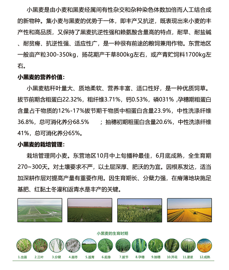 小黑麦简介.jpg