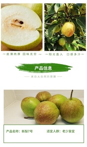 精品甜酥梨--媚梨7号